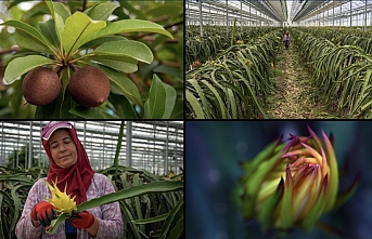 Türkiye Tarımında Devrim: 8 Tropikal Meyve Resmen Tescillendi!