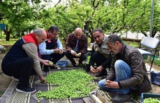 Kıravga bölgesinde örtü altı turfanda can eriği...